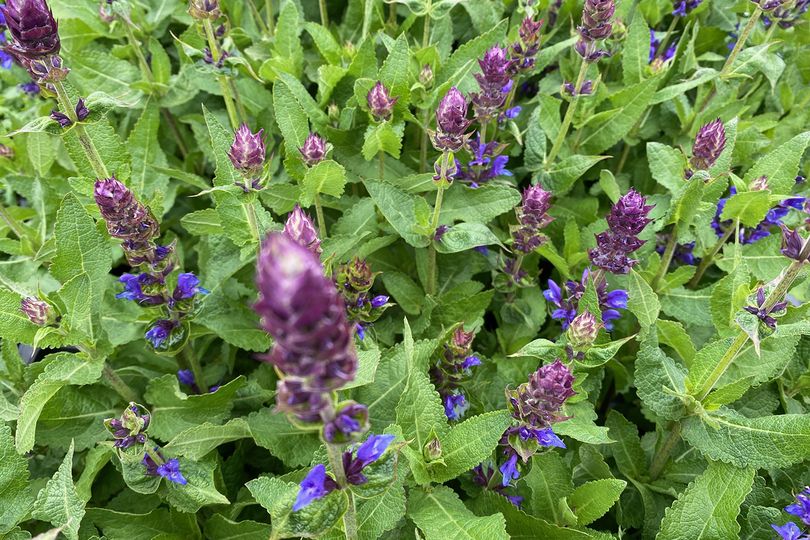 Salie - Salvia nemorosa 'Blue Marvel'