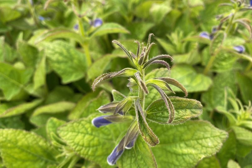 Salie - Salvia patens 'Patio Dark Blue'