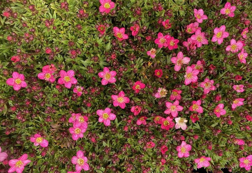 Steenbreek - Saxifraga x arendsii 'Touran Pink'