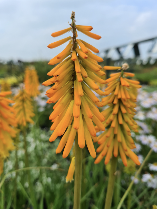 Vuurpijl tuinplanten border