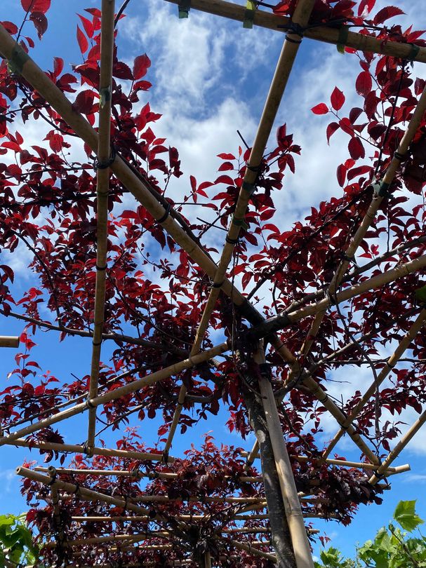 Zierpflaumenbaum - Prunus cerasifera Nigra