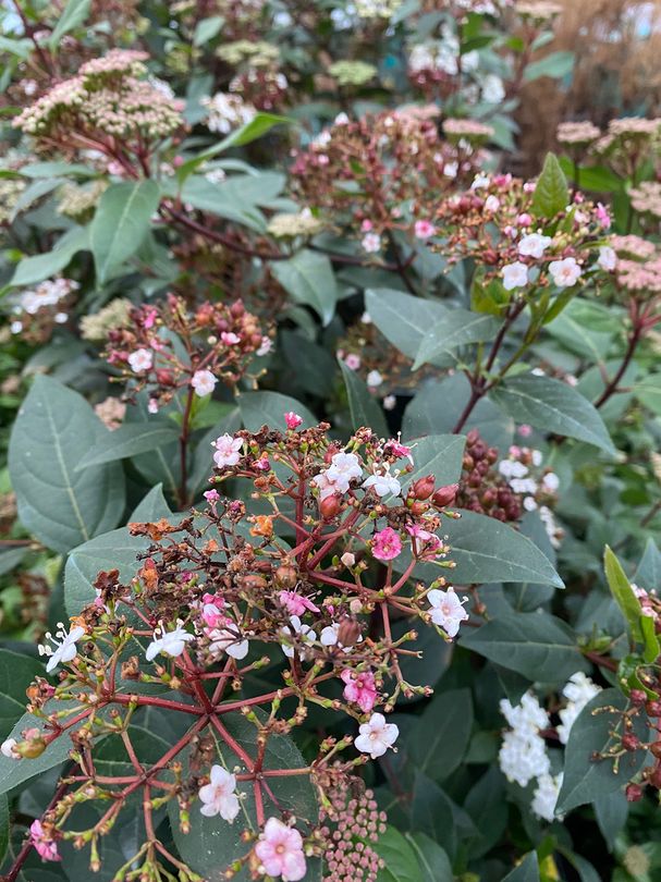 Sneeuwbal - Viburnum tinus 'Anvi'