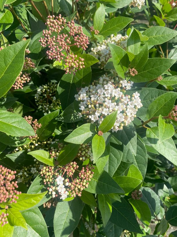 Sneeuwbal - Viburnum tinus 'Spirit'