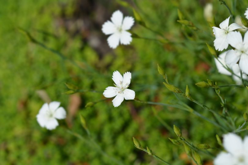 Stein-Nelke - Dianthus deltoides 'Albiflorus' weiß blühende immergrüne Pflanzen