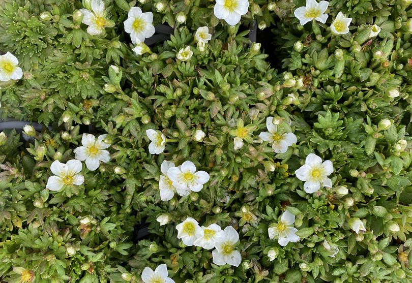 Steenbreek-Saxifraga-arendsii-Touran-Big-White.jpeg