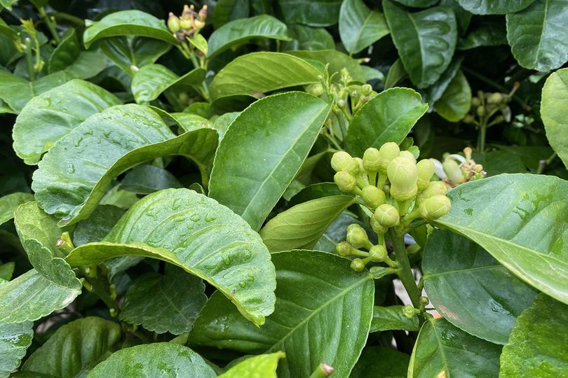 Sukadeboom - Citrus Medica