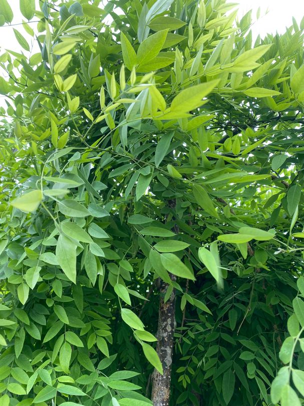 Hängender Honigbaum - Sophora japonica 'Pendula