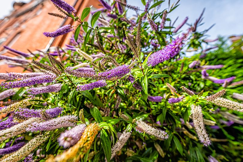 Veronicastrum-virginicum-var.-sibiricum.jpg