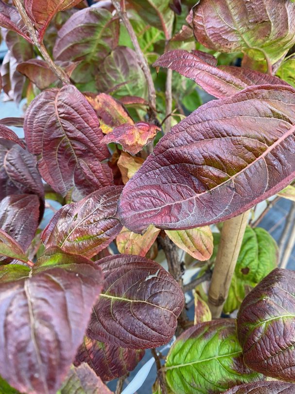 Weigelia - Weigela florida 'Wings of Fire'