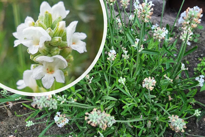 Gewöhnlicher Lavendel - Lavandula angustifolia 'Alba' - Weiß blühend