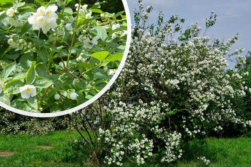 Welriekende Jasmijn - Philadelphus coronarius bloei