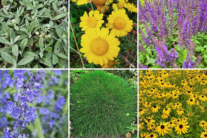 Op en neer gaan Vijf Cursus Borderpakket - geel & paars vaste planten - droge tuinen
