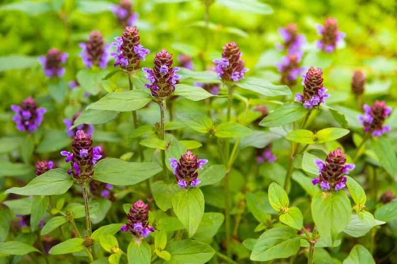 Gewone Brunel - Prunella Vulgaris