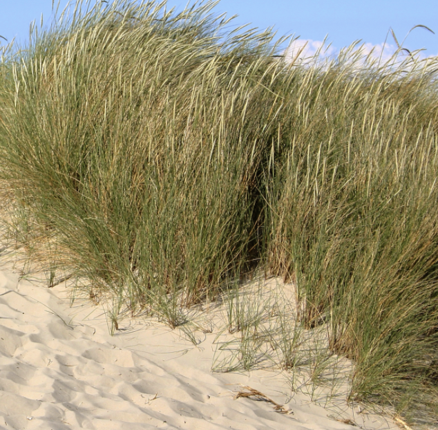 Helmgrassen duingras strandtuin