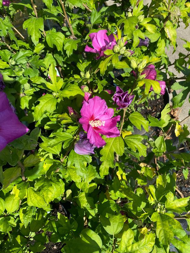 hibiscusstruik roze bloemen Hibiscus syriacus 'Woodbridge'