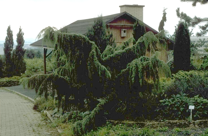Jeneverbes - Juniperus communis 'Horstmann'