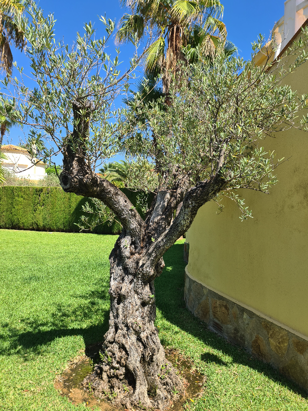 veiligheid voor de helft kwaadheid de vrije loop geven Olea europaea olijfboom - oude olijfbomen kopen online