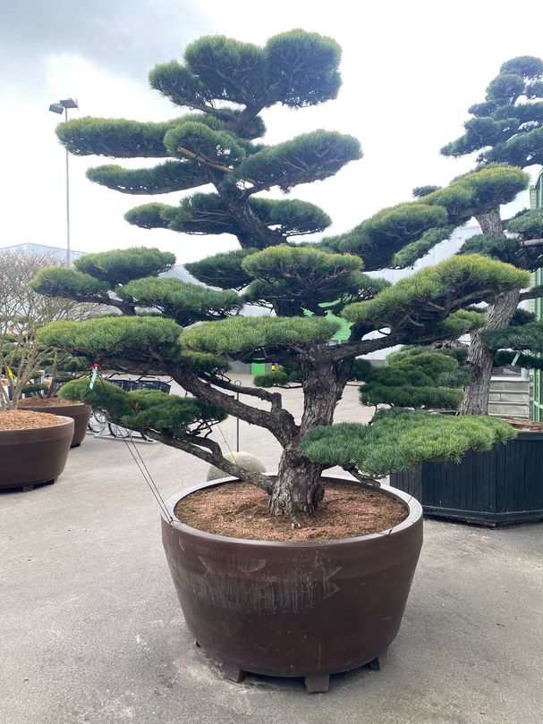 Gronden drie Overvloedig Japanse witte den - Pinus parviflora 'Glauca' Bonsai bomen