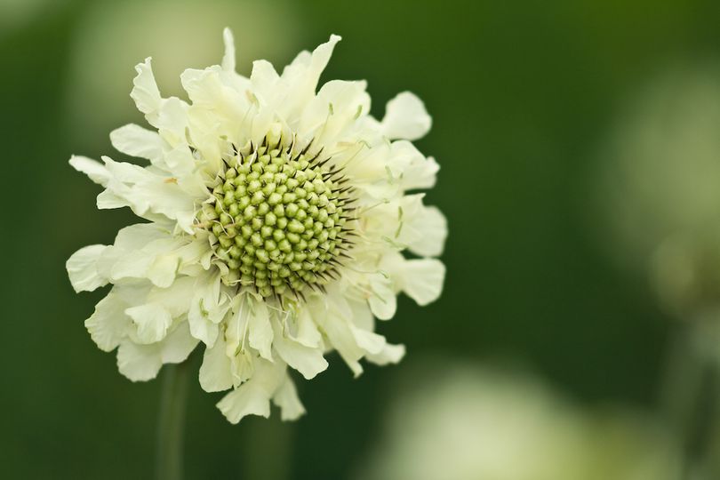 reuzenscabiosa-Cephalaria-gigantea.jpg