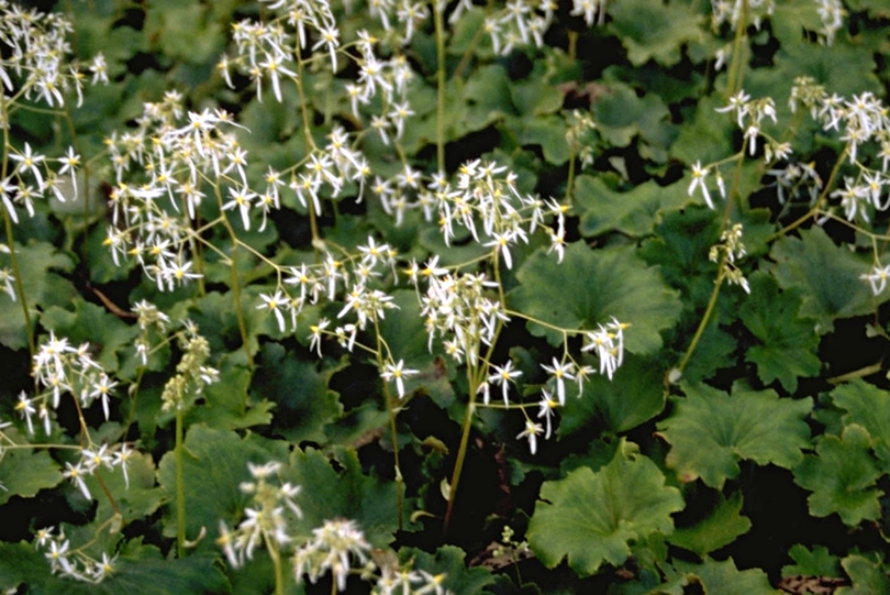 Steenbreek - Saxifraga cortusifolia 'Maigrün'