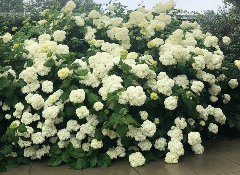 Hortensia annabelle witte bloemen groot