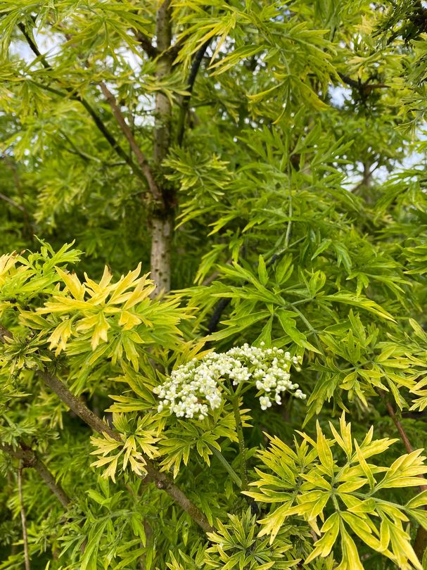 Gelber Holunder Sambucus nigra ‘Golden Tower’ Strauch säulenförmiger