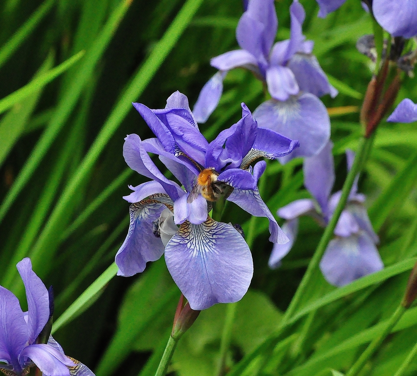 iris Sibirica