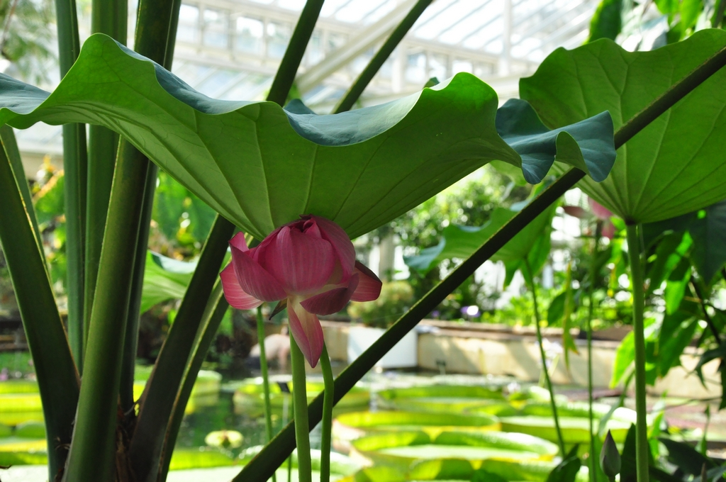 Lotus Nelumbo nucifera