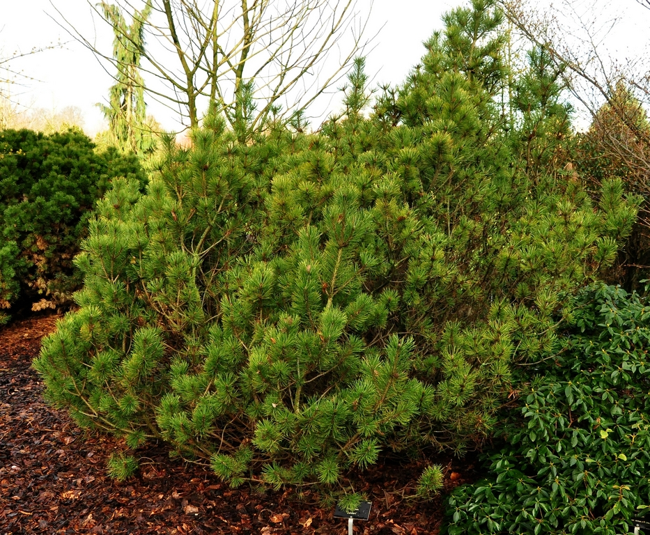 Pinus mugo 'Zundert'