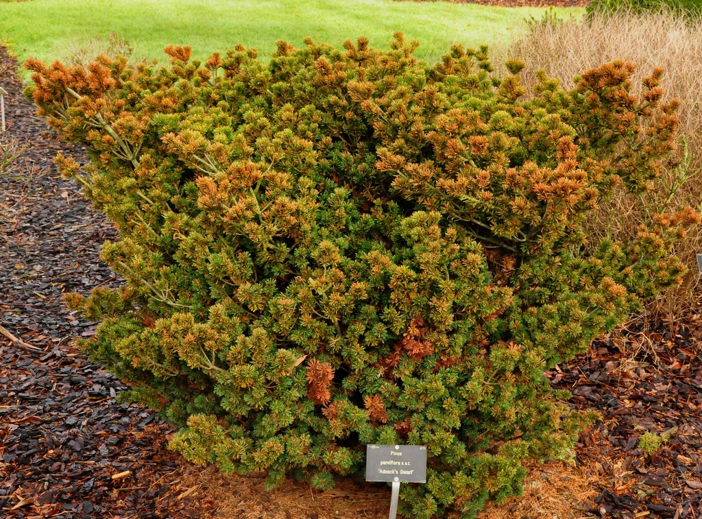 Pinus parviflora 'Adcock's Dwarf'