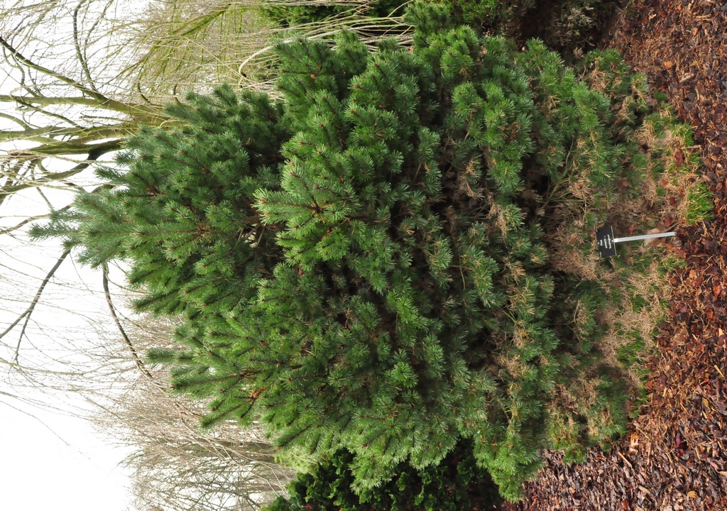 Pinus sylvestris 'Sandringham'