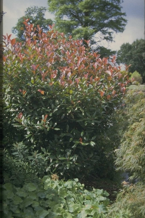Glansmispel - Photinia x fraseri 'Red Robin' 80-100 cm