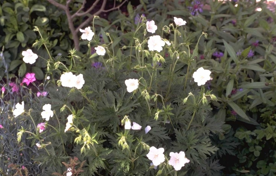 Ooievaarsbek - Geranium pratense 'Galactic'