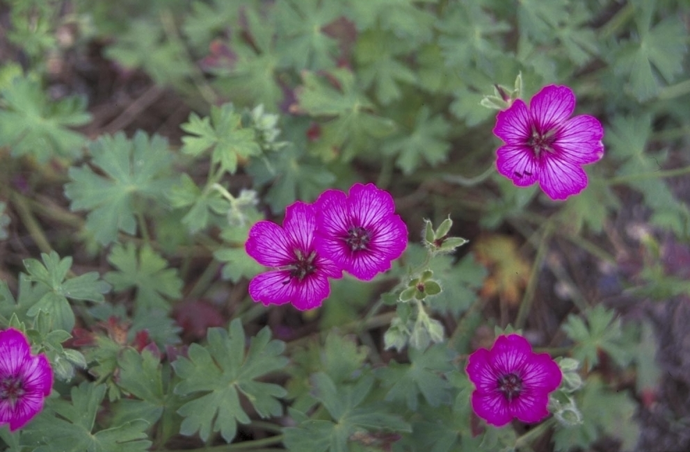 Ooievaarsbek - Geranium cinereum 'Carol'