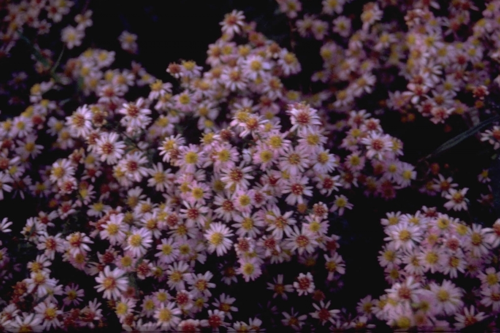 Aster ericoides 'Pink Cloud'