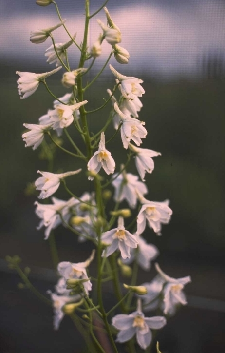 Ridderspoor - Delphinium 'Moerheimii'