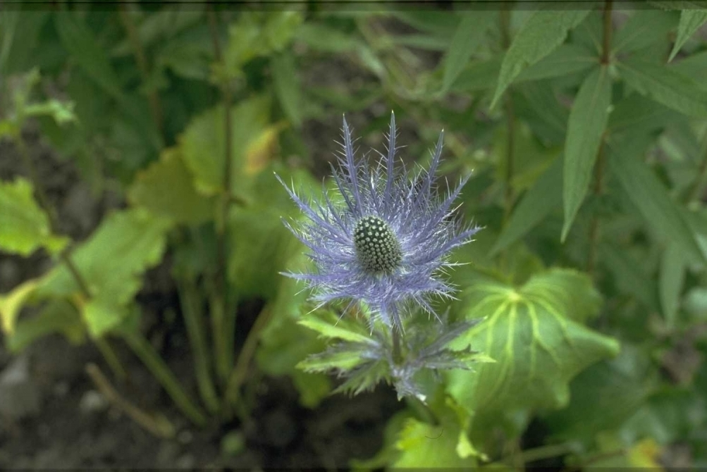 Alpenkruisdistel - close up