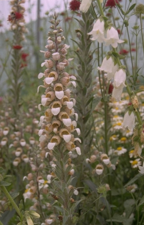 Wollig vingerhoedskruid - Digitalis lanata