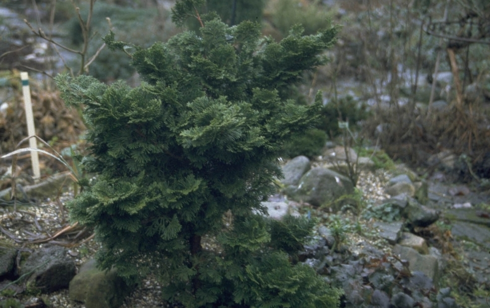 Hinoki-Zypresse - Chamaecyparis obtusa 'Nana Gracilis