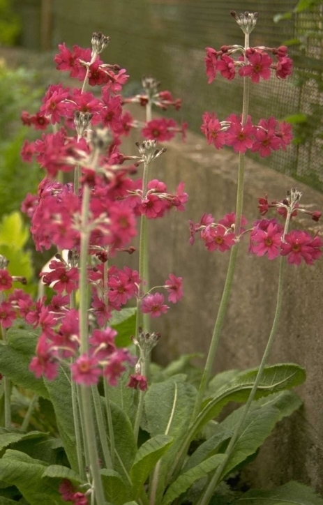 Sleutelbloem - Primula pulverulenta