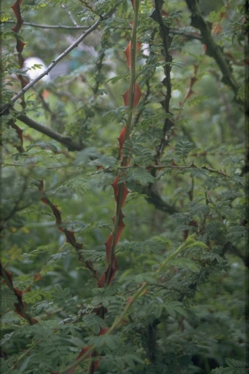 Botanische roos - Rosa sericea f. pteracantha