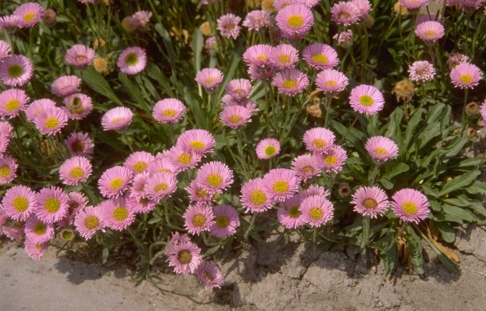 Fijnstraal - Erigeron 'Four Winds'