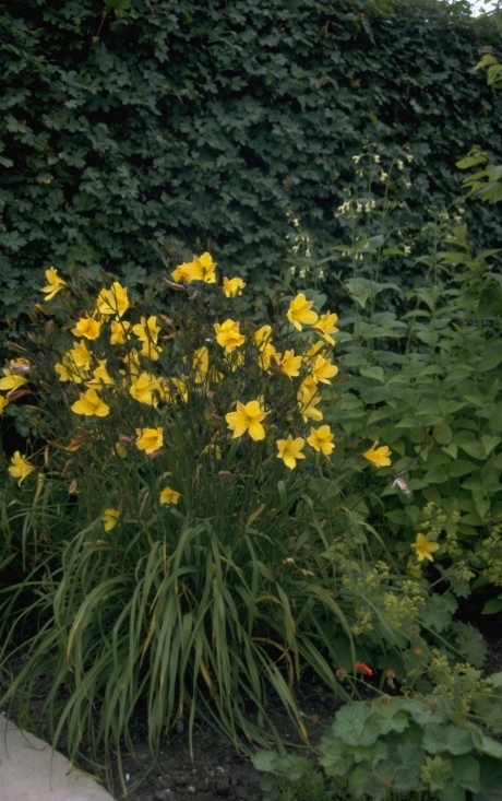 Vlastnosti a charakteristiky rostliny Hemerocallis golden chimes