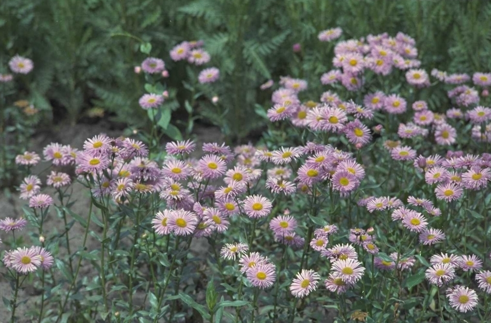 Fijnstraal - Erigeron 'Wuppertal'