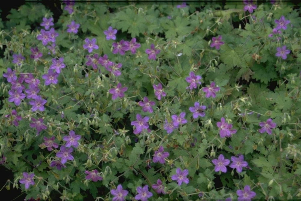 Ooievaarsbek - Geranium wlassovianum