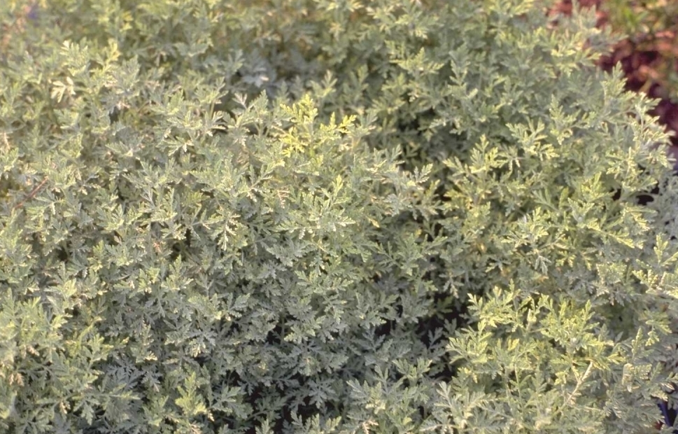 Römischer Alant - Artemisia pontica
