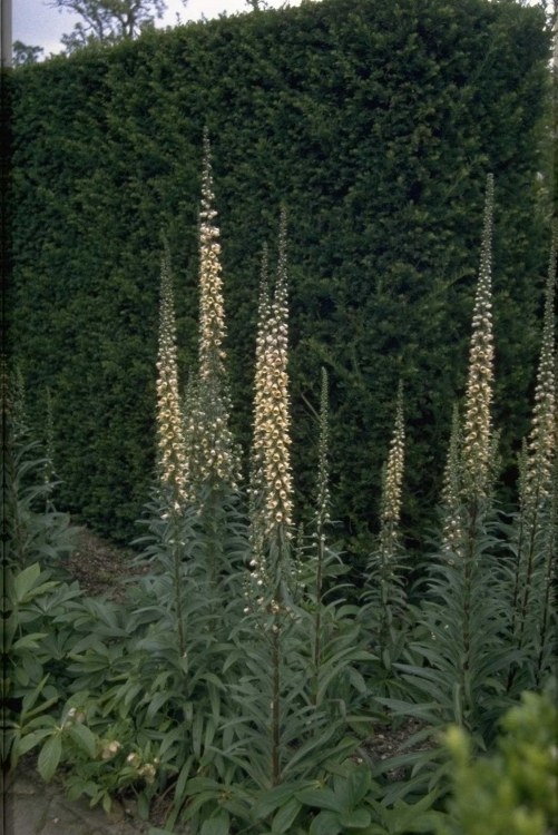 Vingerhoedskruid - Digitalis ferruginea 'Gigantea'