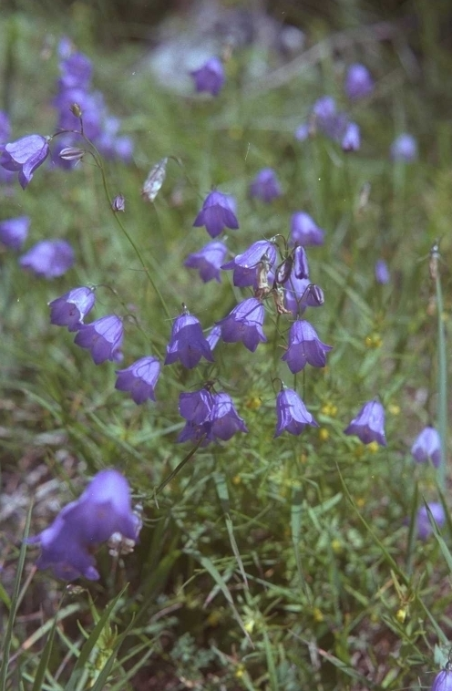 Campanula rotundifolia