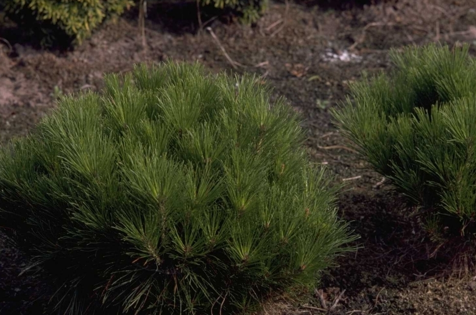 Japanische Rotkiefer - Pinus densiflora 'Alice Verkade