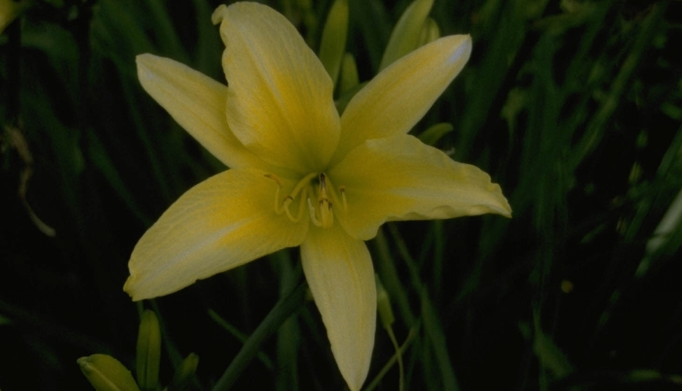 Daglelie - Hemerocallis 'Hyperion'